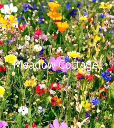 Wildflower seeds meadow - wildflower,
