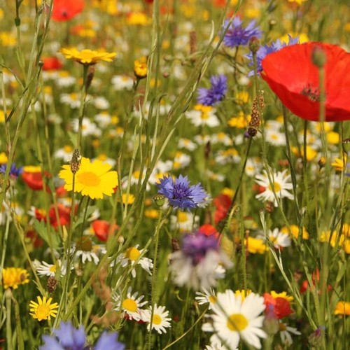 100 wild flower seeds scented - 100%,