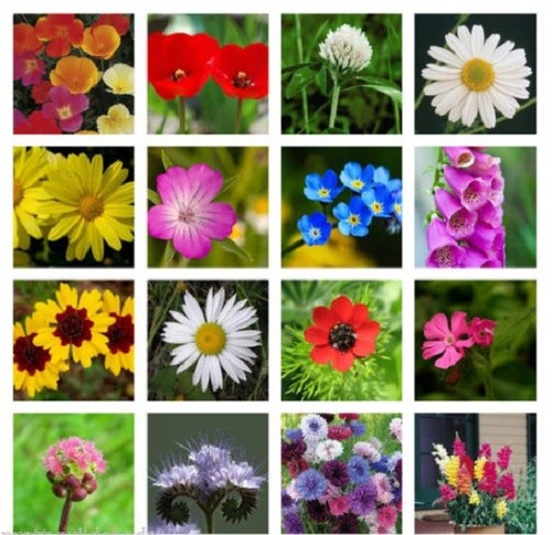 Meadow wild flower butterfly - meadow,