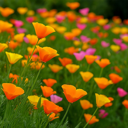California poppy seeds mix - 50,