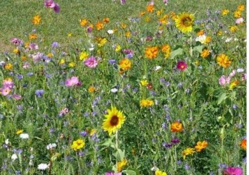 Meadow wild flower seeds - wild,