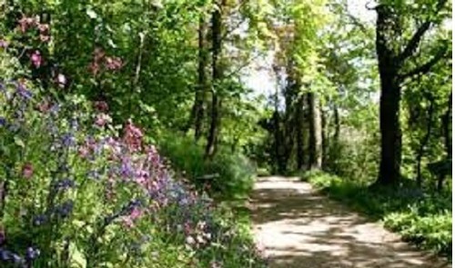 Meadow wild flower seeds - ,