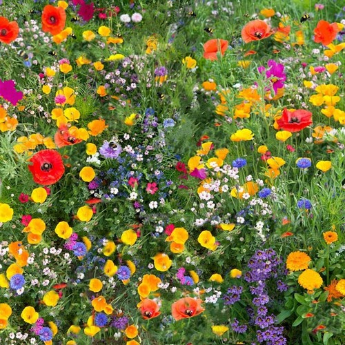 Wildflower seeds mix seed wild - seeds,
