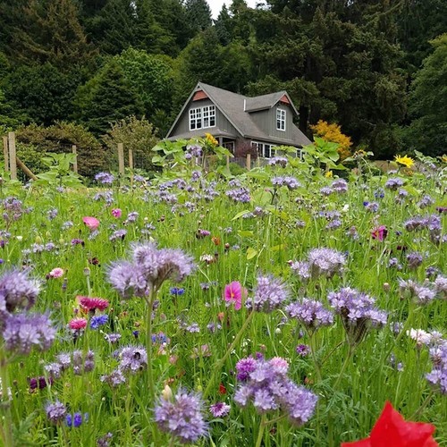 Meadow wild flower - 1,
