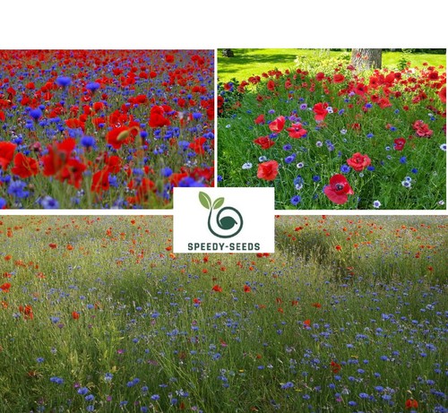 Blue cornflower and red poppy - blue,