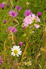 Wild flower mix loamy - flower, soils
