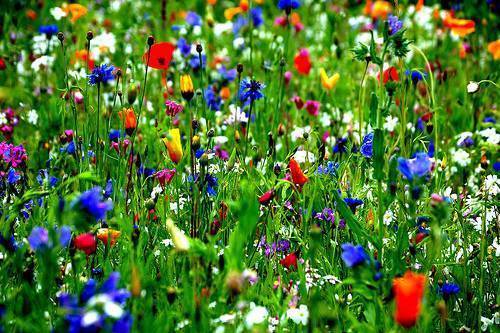 Pure wild flower meadow - 5g,