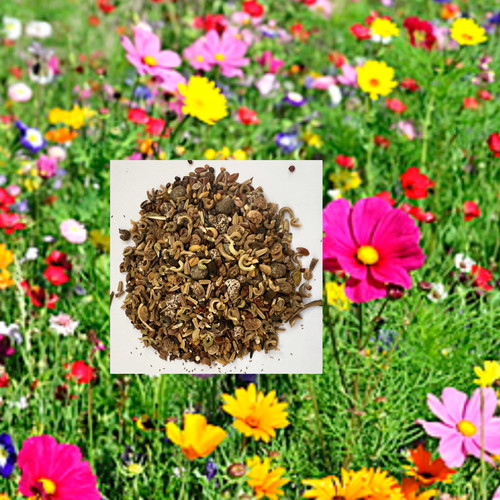 Native wildflower seed - seed, mix