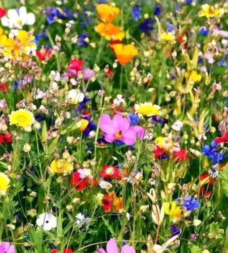 Wildflower seed mix scented - seed,