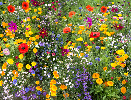 Wild flower mix meadow - wild,
