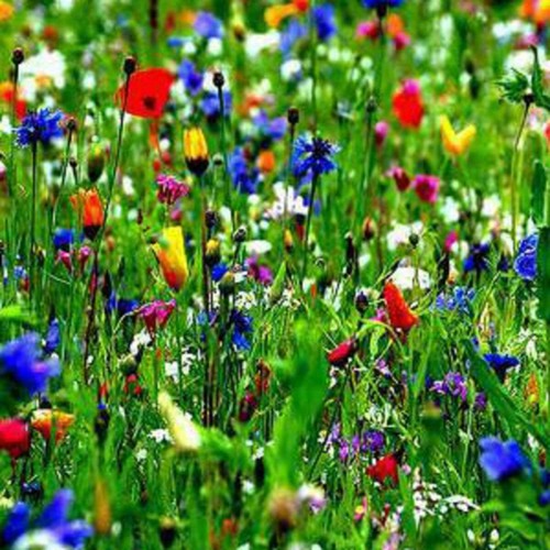 Perennial clay meadow - meadow, with