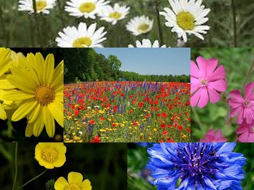 Wild flower seeds - seeds, meadow