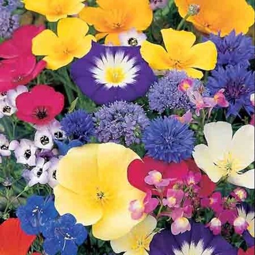 100 wild flower - wild,