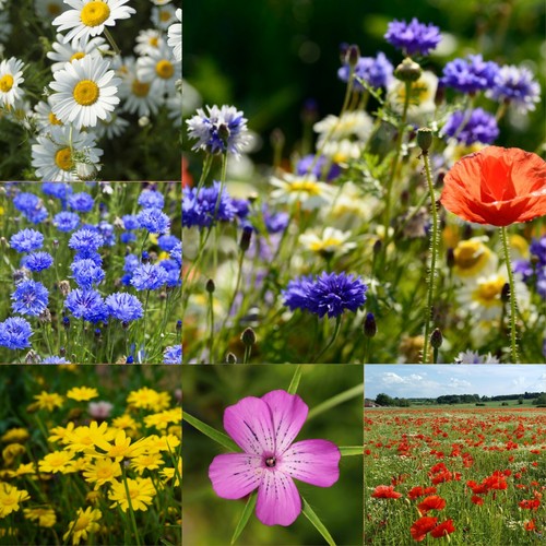 Wild flower seed mix - seed,