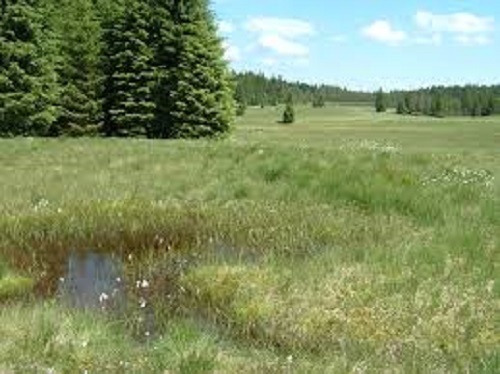 Wetlands meadow seed - wetlands,