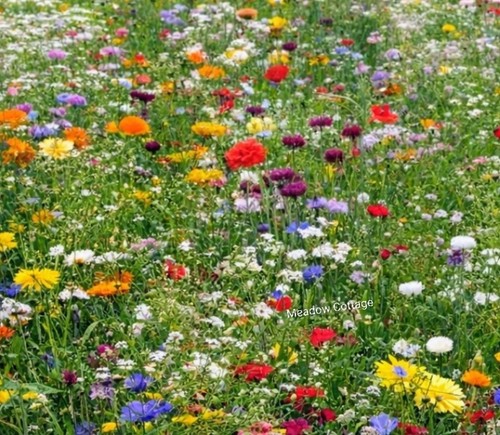 1kg wild flower - flower, meadow