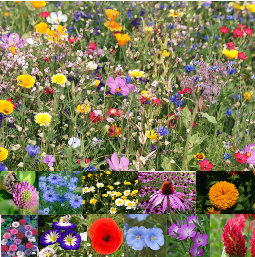 100 wildflower seeds wild - 100%wildflower,