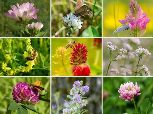5000 clover mix - mix, seeds