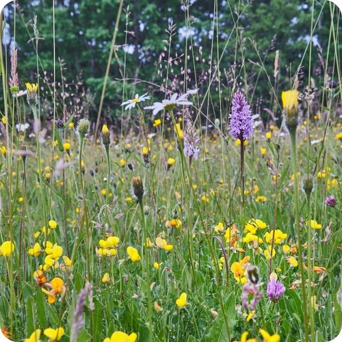 Neutral hay meadow brush - hay,