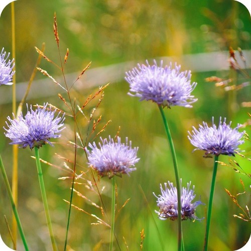 Hay meadow wildflower plug - 12,