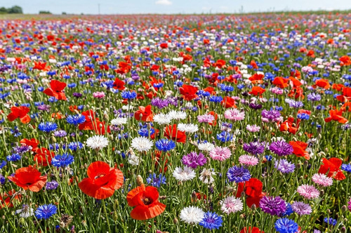 Wildflower seed cornfield - wildflower,