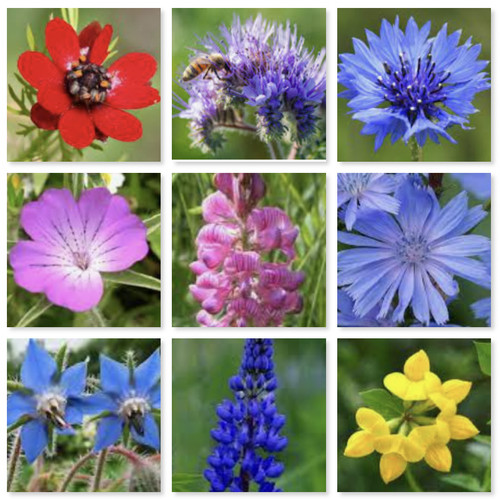 Wild flower meadow mix - ,