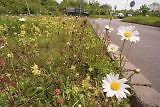 Wild flower mix chalk - mix,