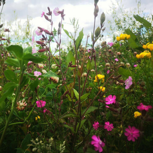 Wild flower seed - wild,