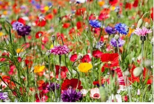 25g wild flower - , meadow
