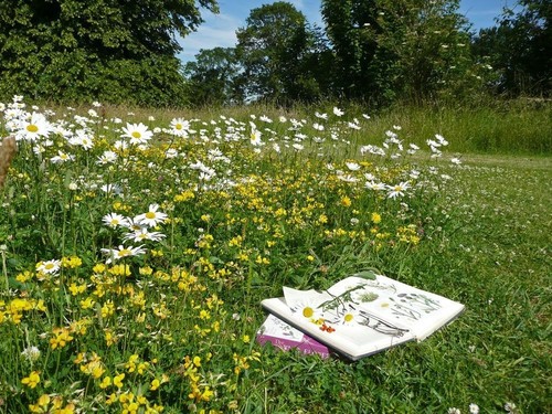 Wild flower seeds - wild, meadow