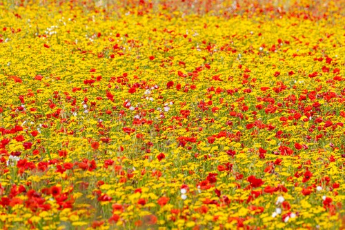 Wild flower meadow - wild,