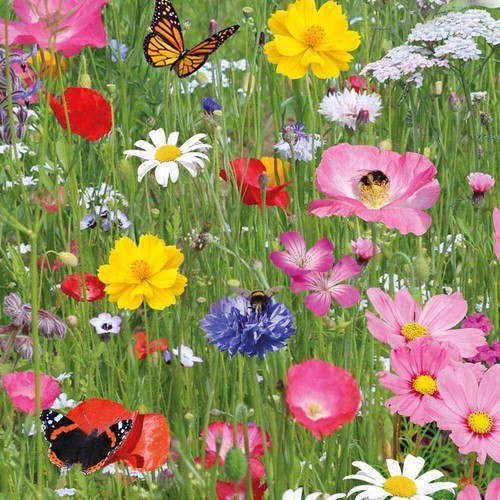 100 wild flower seeds - wild,