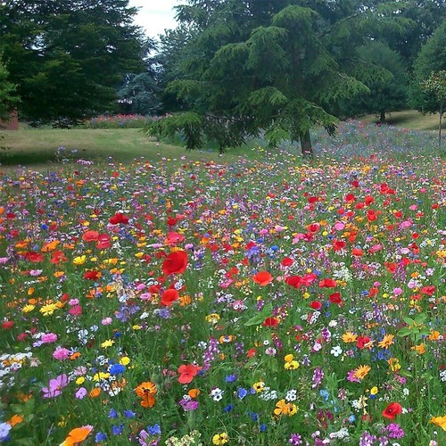 25g wildflower meadow - wildflower, 30