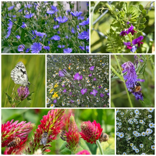 Wild flower meadow seed mix - wild,