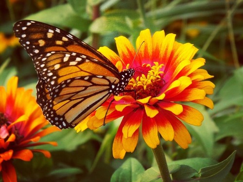 Bee butterfly mix 50 - butterfly, seeds
