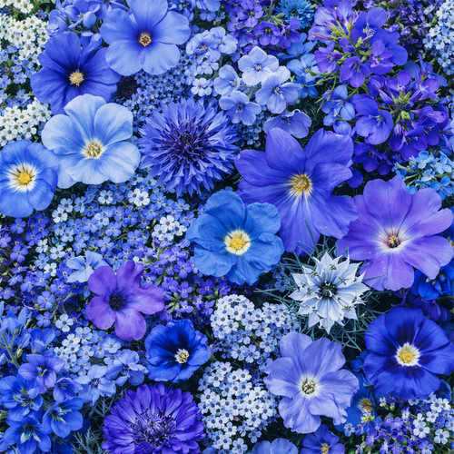 100 pastel blue - blue, flower