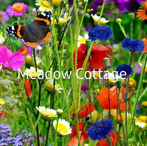 Wildflower meadow seed mix - wildflower,
