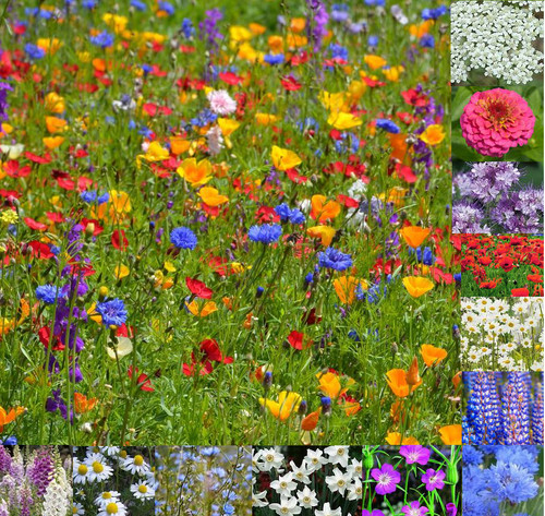 Wild flower meadow seeds - flower,