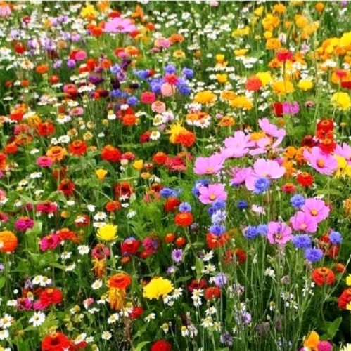 Wildflower meadow seed - meadow,