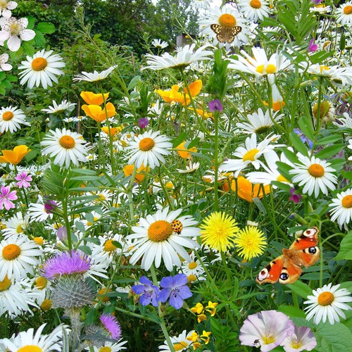 Wild flower meadow dry - wild,