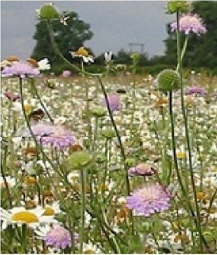 Economy wild flower - economy,